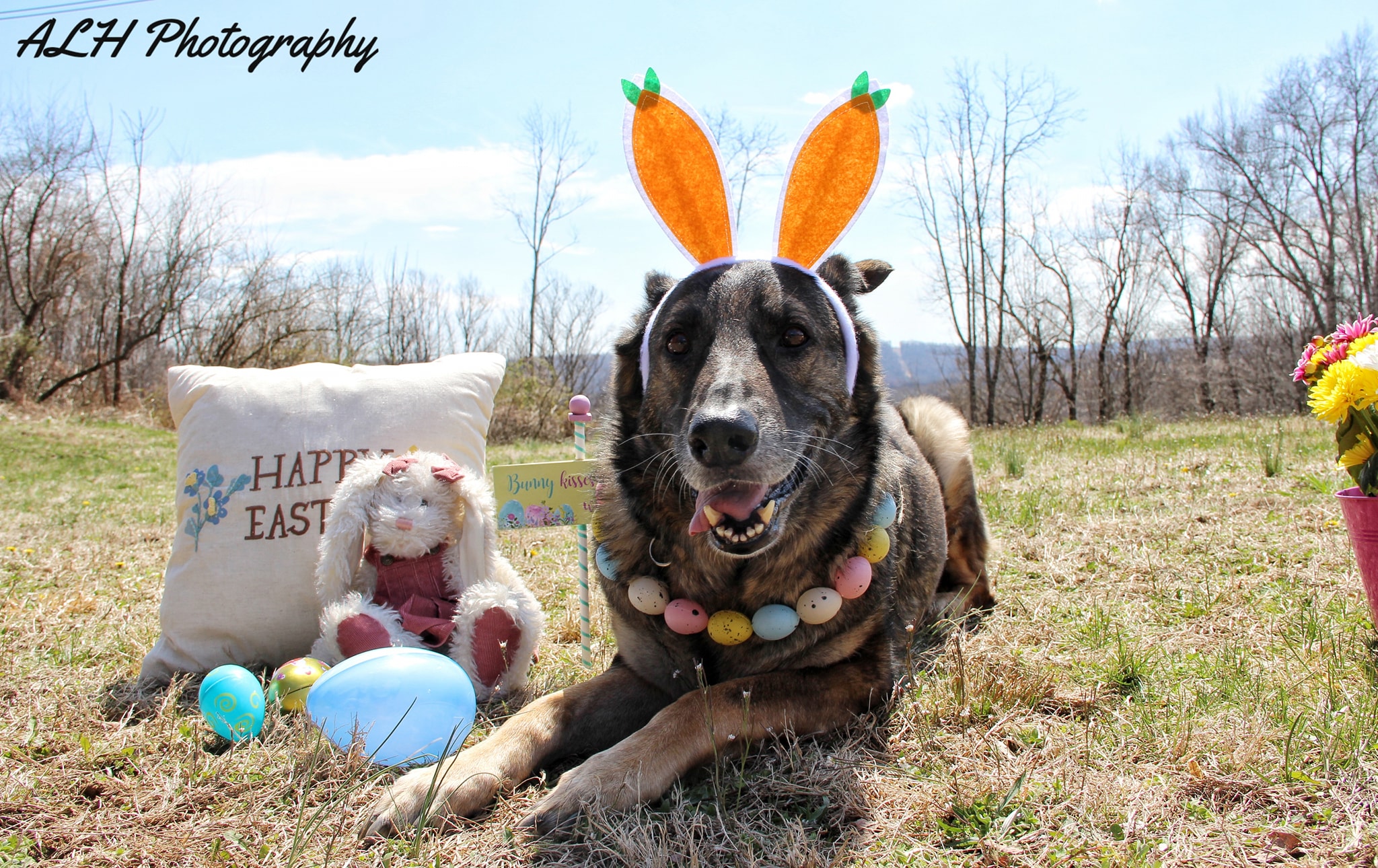 Holiday dog portrait photographed on a green chair outdoors