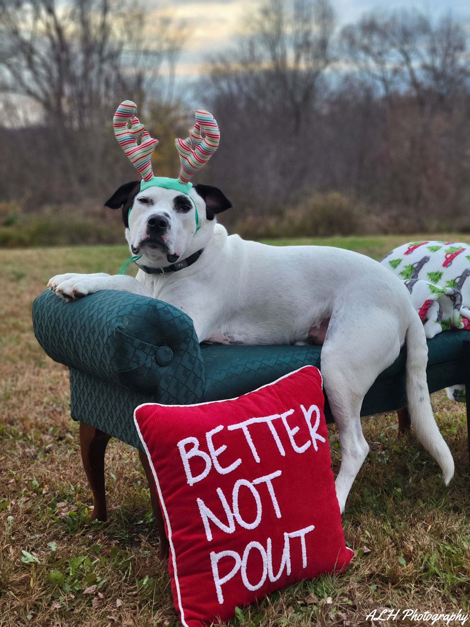 Curly-haired dog in a holiday sweater with stuffed moose