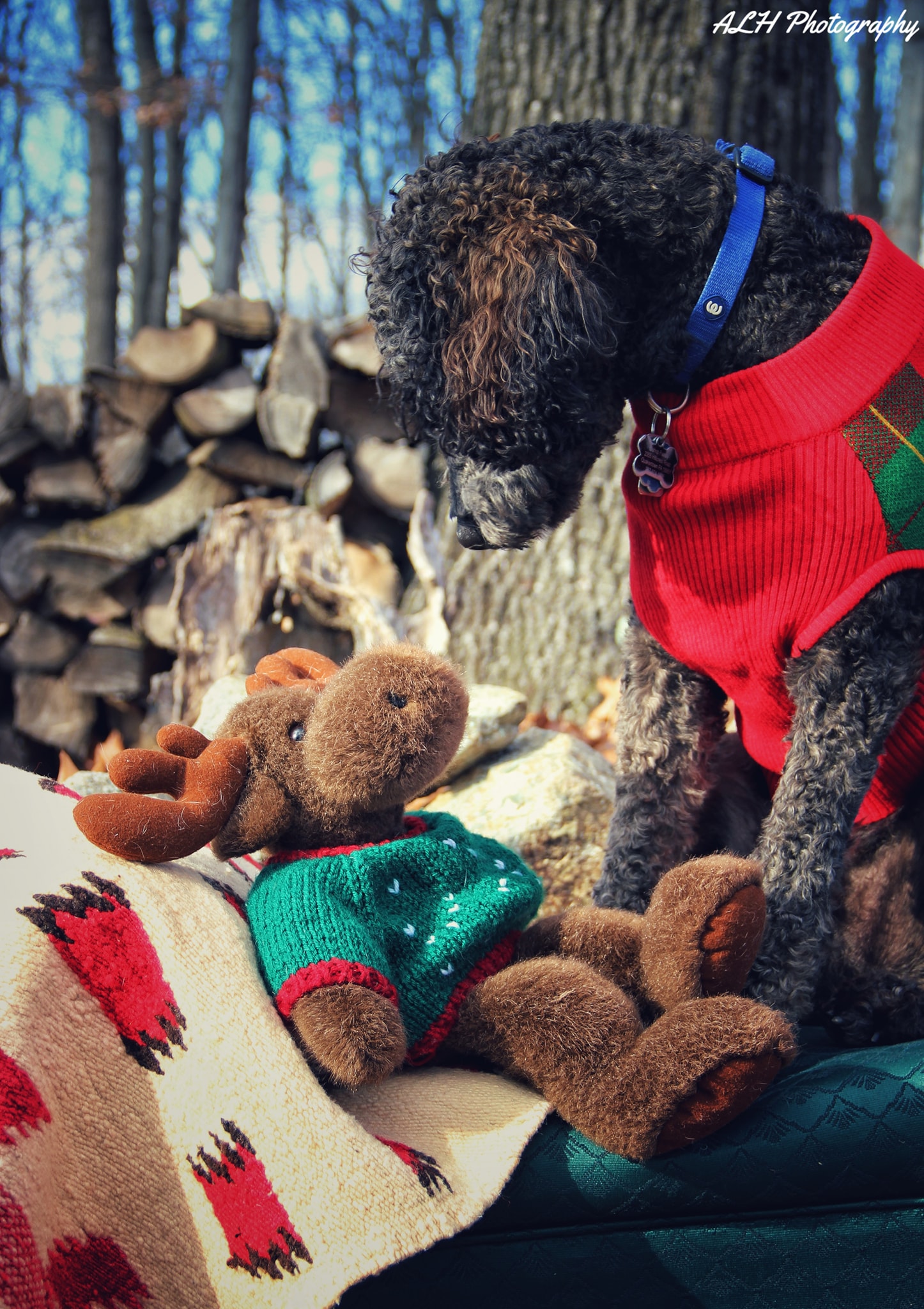 Rescue dog portrait indoors with patriotic bandana