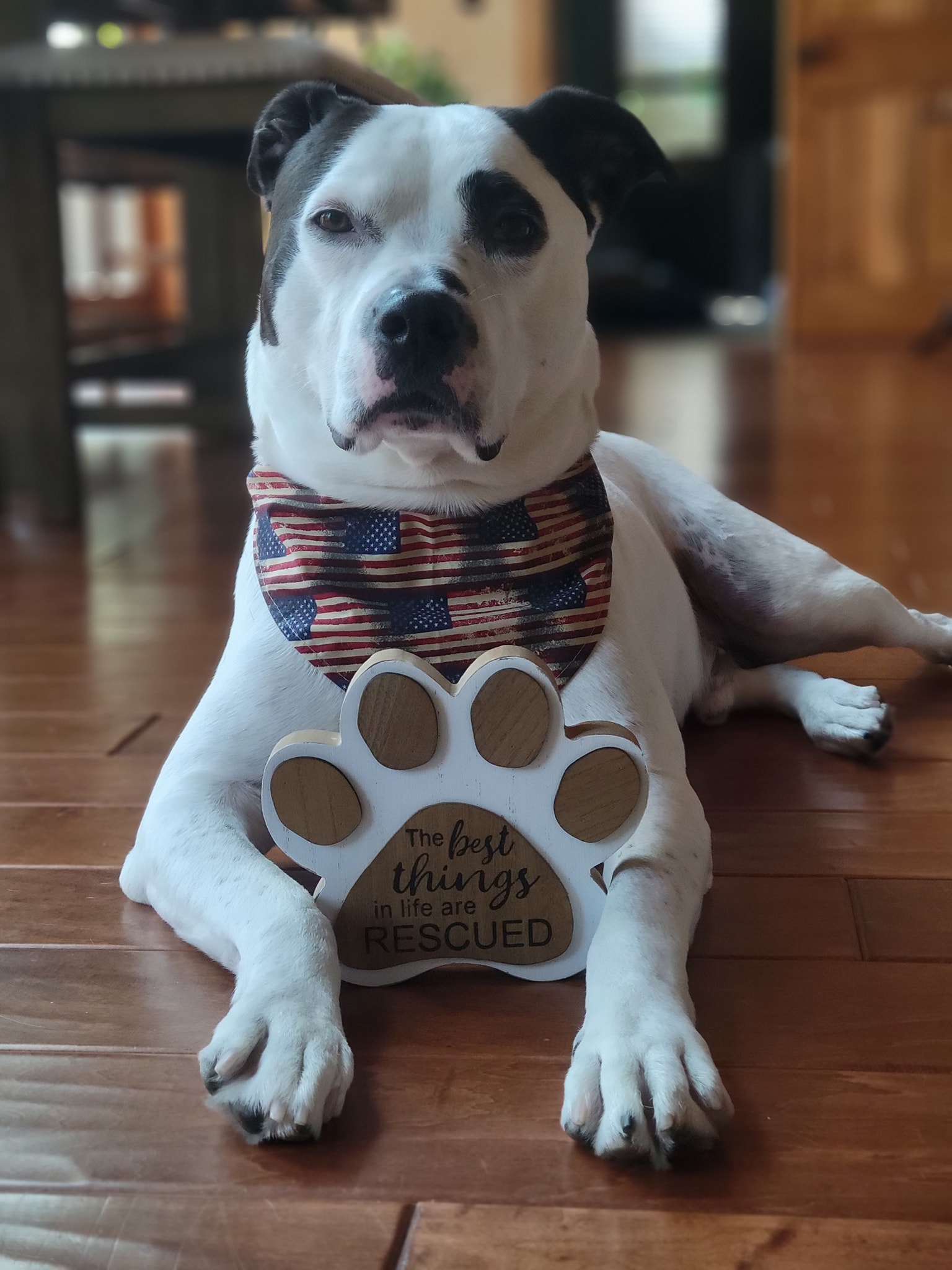 Dog portrait in holiday scarf on a decorated bridge
