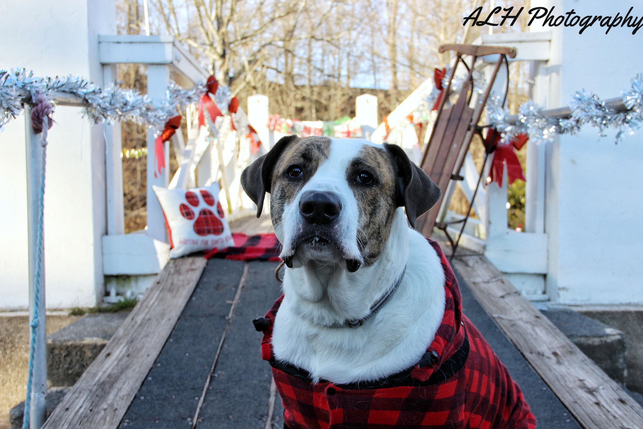 Dog portrait on a decorated bridge in a red plaid coat