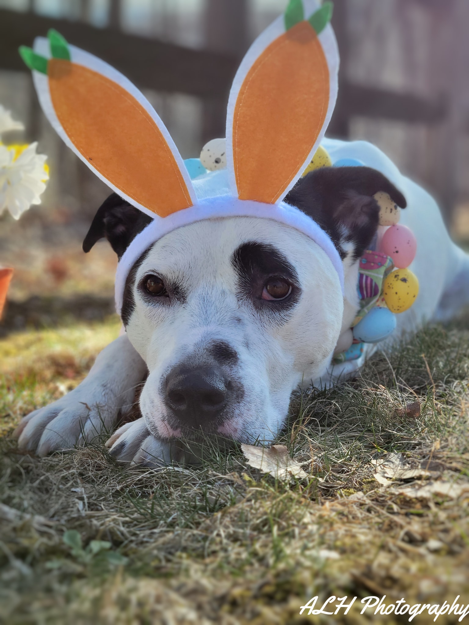 Dog mini session with Easter bunny ears photographed outdoors in Zionsville, Pennsylvania