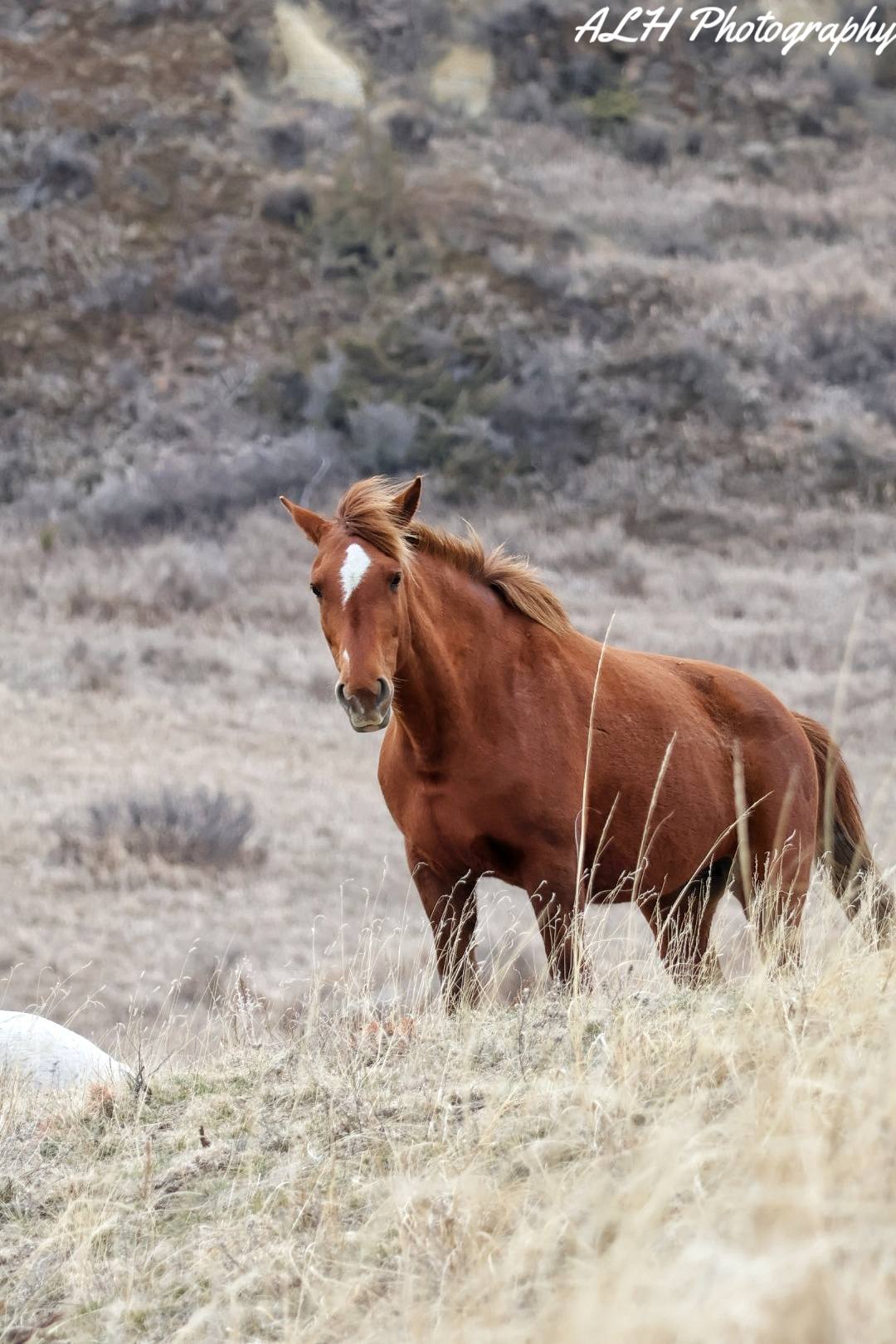 Horse standing in an open field