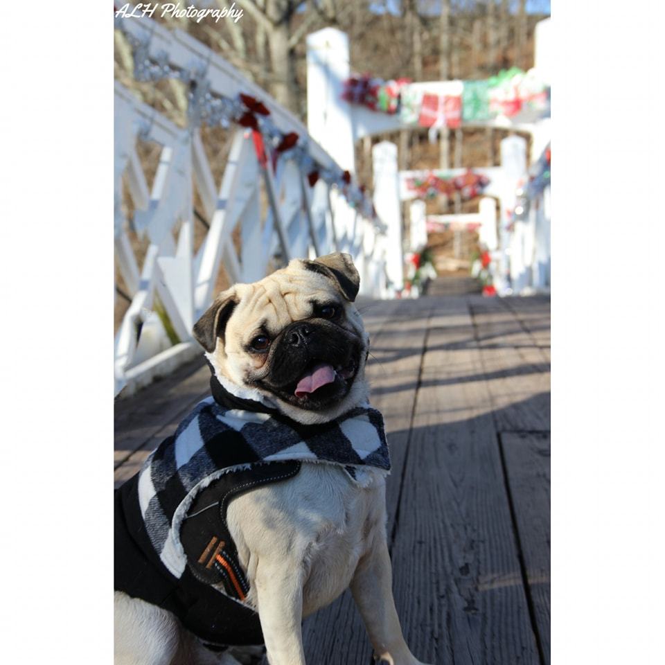 Close-up outdoor dog portrait with bunny ears photographed in Pennsylvania